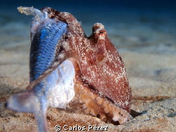"When size matters" Hunger Baby Octopus by Carlos Pérez 